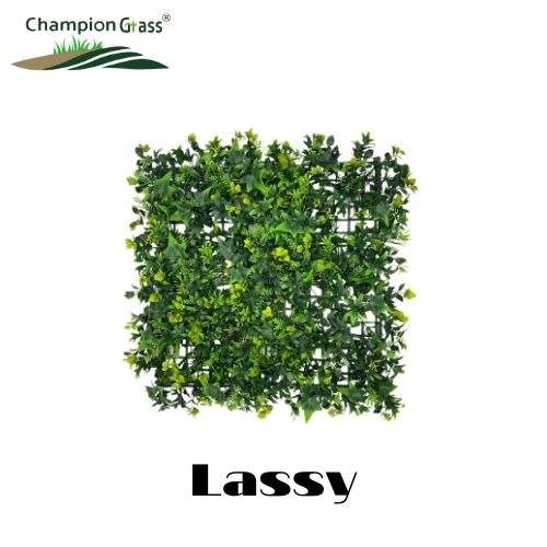 Lassy